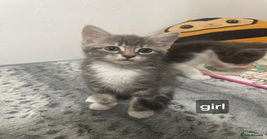 Mixed Breed cats - Advert 9