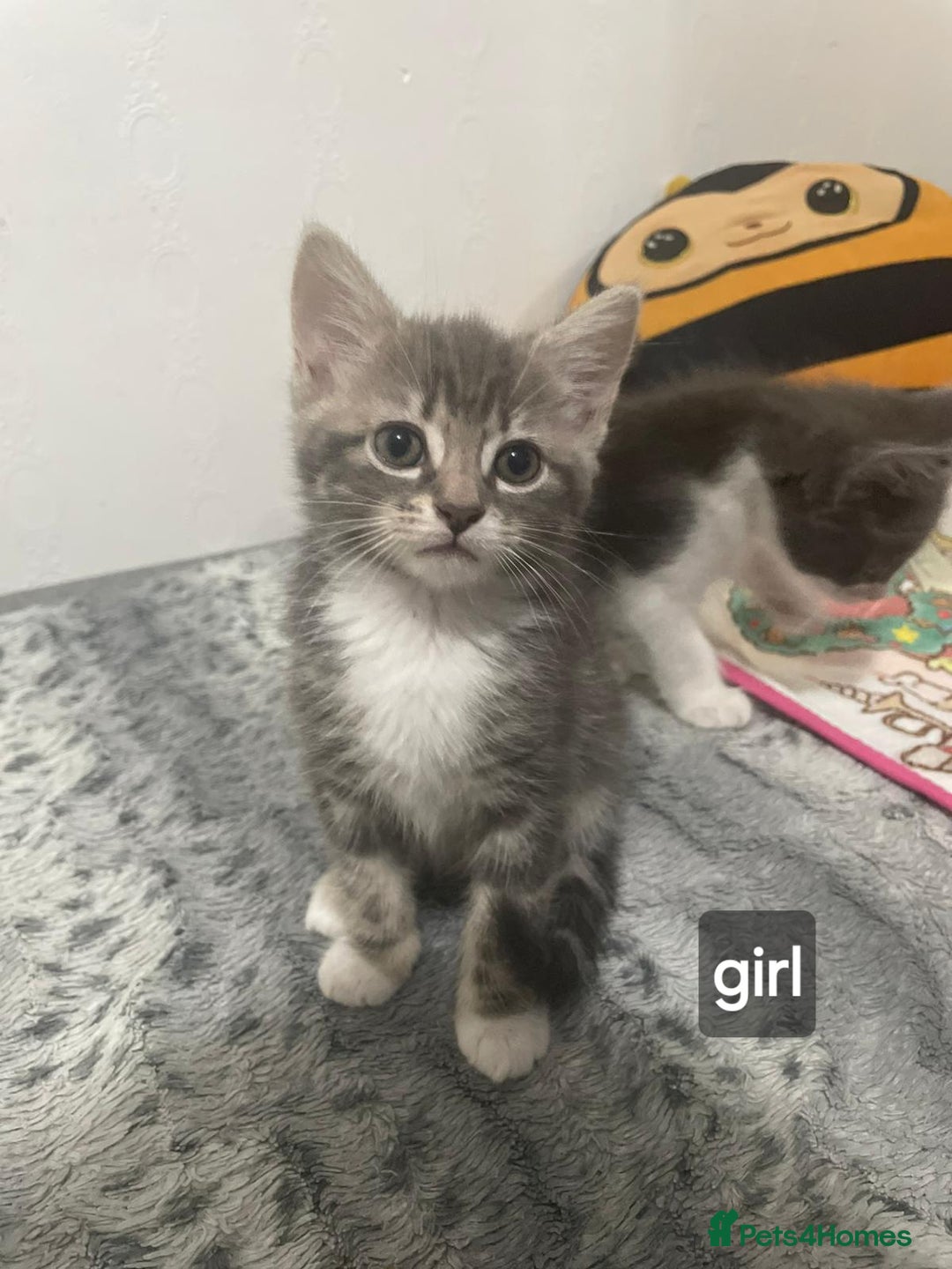 Mixed Breed cats for sale: Mix maine cone kittens  - Image 3