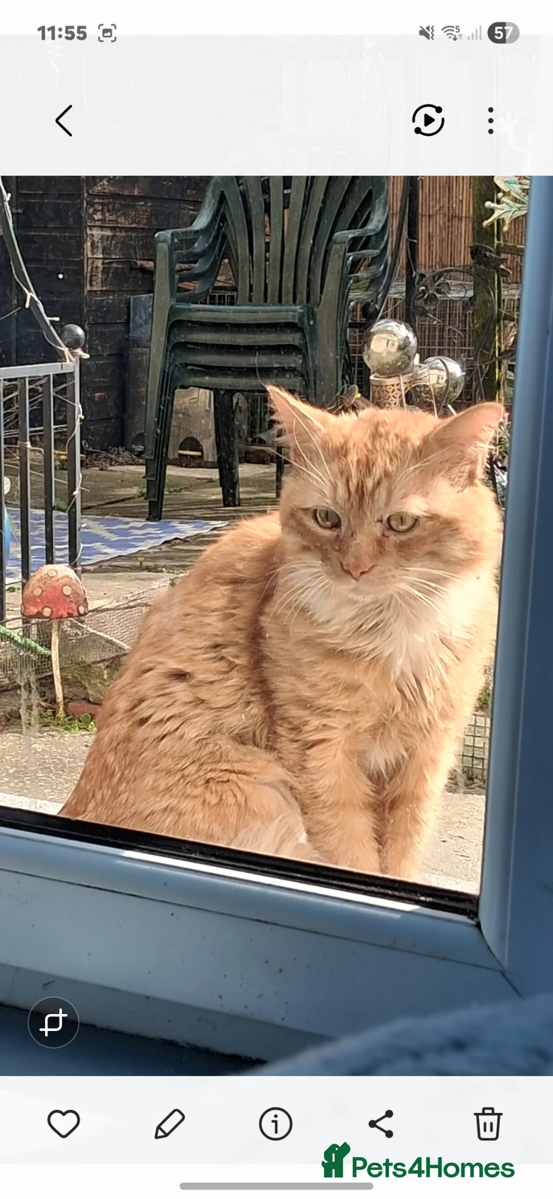 British Longhair cats for sale: Fluffy fluff ball kittens  in Ongar - Advert 8