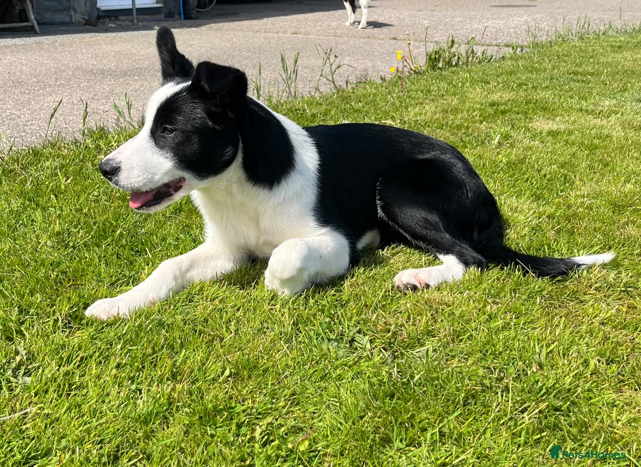 Border Collie dogs Female Collie Pup *ready to go* - Advert 12