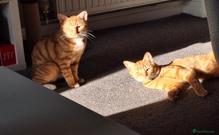 Domestic Shorthair cats - Advert 1