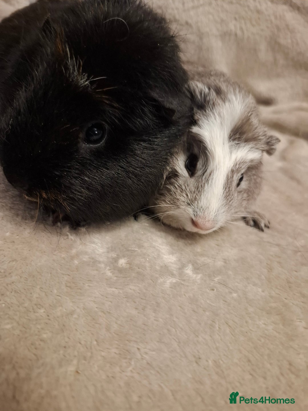 Guinea Pig rodents for sale: Female Guinea Pig Pairs  - Advert 4