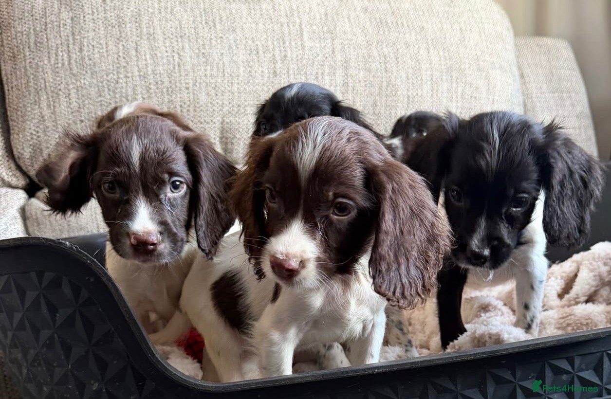 English Springer Spaniel dogs Our lovely Springer Spaniel puppies 🐾 - Advert 1