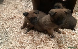 Belgian Shepherd Dog dogs for sale: Belgian shepherd puppies - Image 3