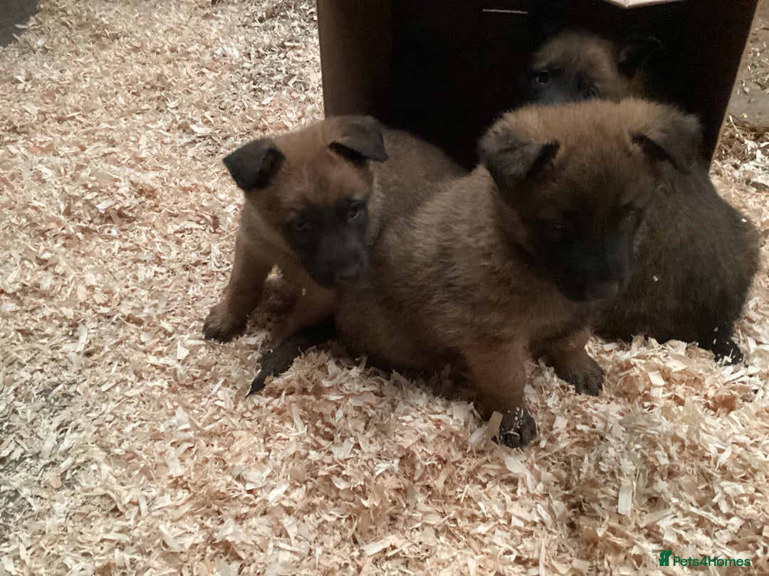 Belgian Shepherd Dog dogs for sale: Belgian shepherd puppies - Image 3