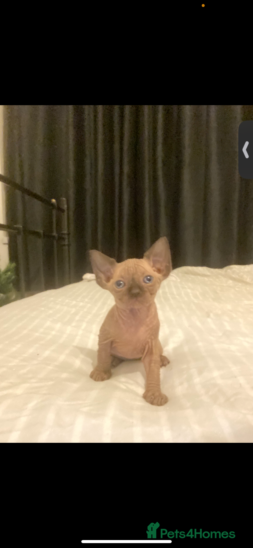 Mixed Breed cats Sphynx cross kittens  - Advert 1