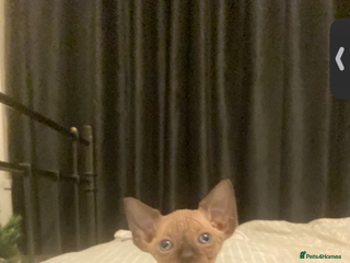 Mixed Breed cats Sphynx cross kittens - Advert 1