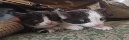 Mixed Breed cats for sale: Beautiful kittens looking for new home  - Advert 4