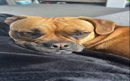 Mixed Breed dogs for sale: Beautiful French bulldog cross  - Image 5