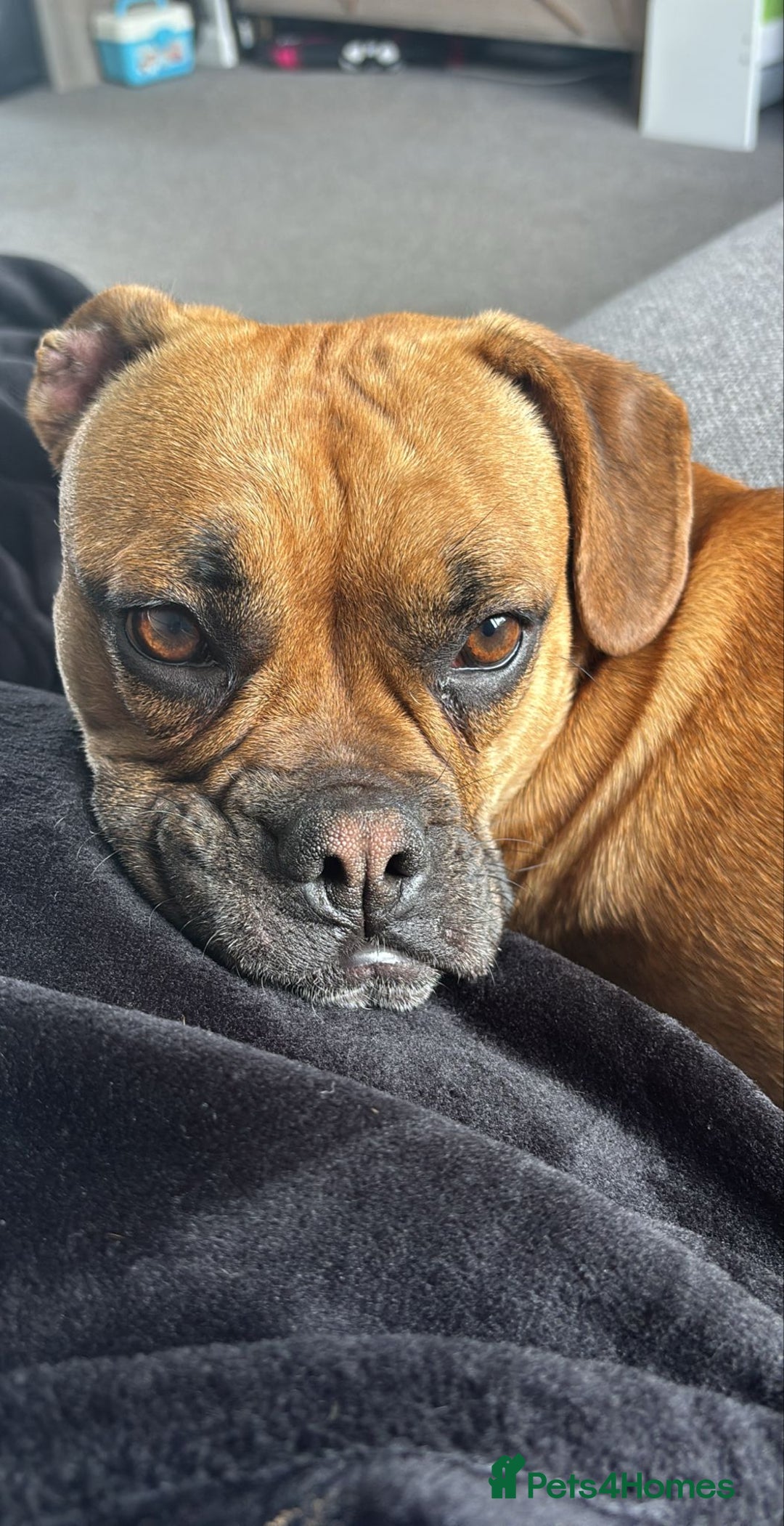 Mixed Breed dogs for sale: Beautiful French bulldog cross  - Image 5