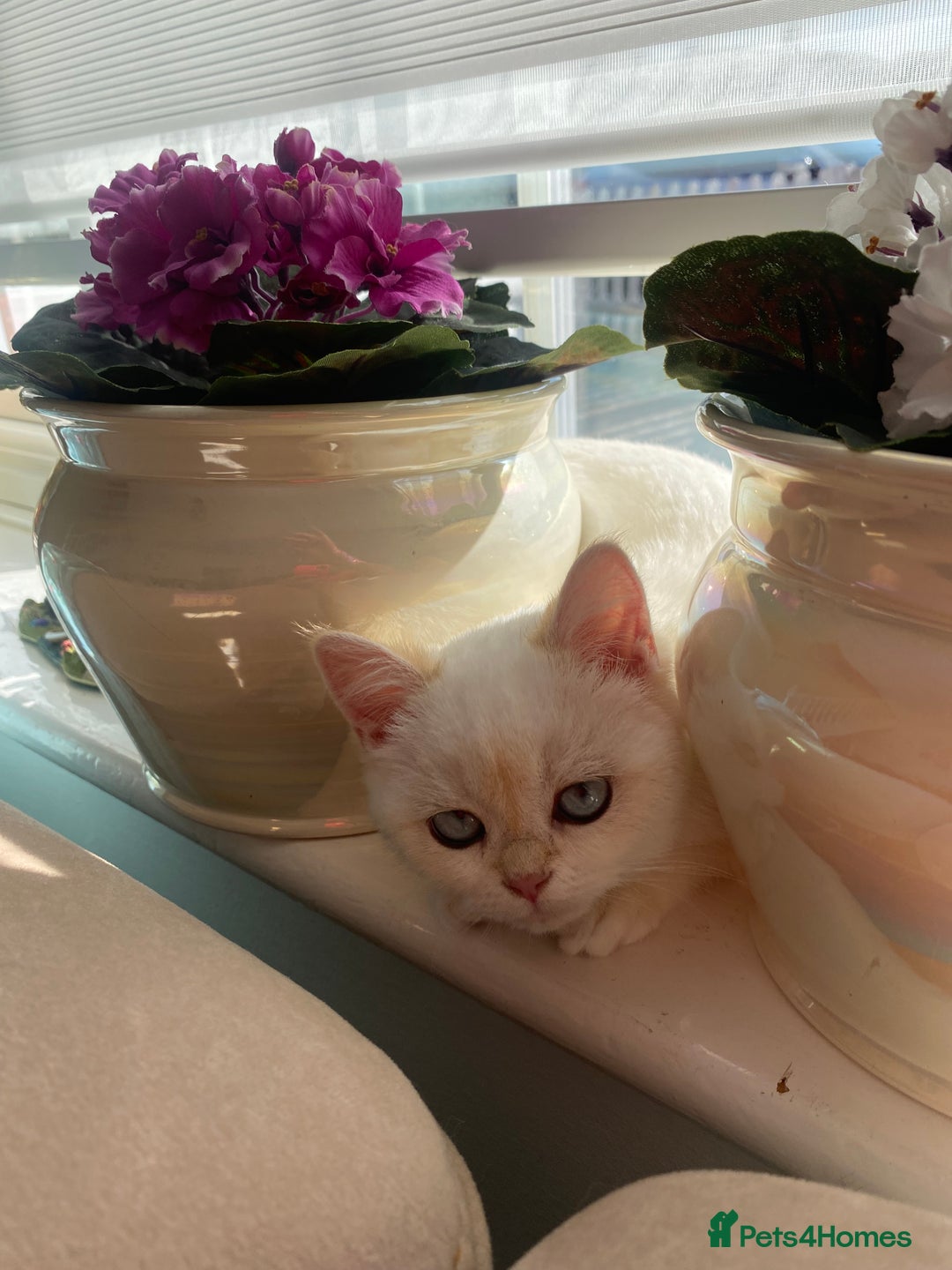 British Shorthair cats for sale: British shorthair golden point - Image 12