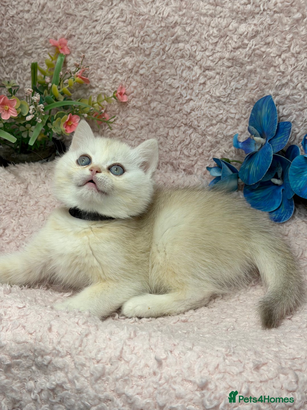 British Shorthair cats for sale: British shh golden, silver  GCCF kittens  - Advert 15