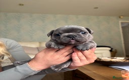 French Bulldog dogs for sale: Beautiful Frenchbulldog puppies 🇫🇷  - Image 9