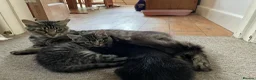 Mixed Breed cats for sale: 6 x beautiful kittens looking for their new home - Advert 2