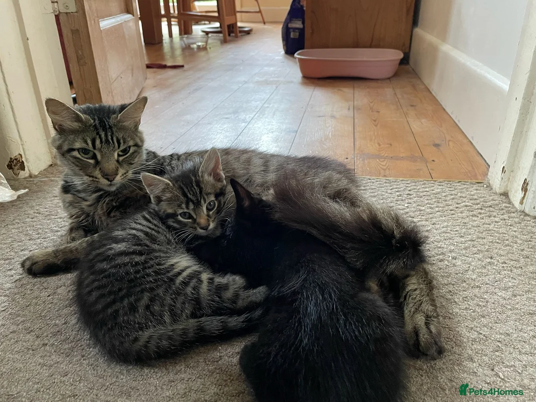 Mixed Breed cats for sale: 6 x beautiful kittens looking for their new home - Advert 2