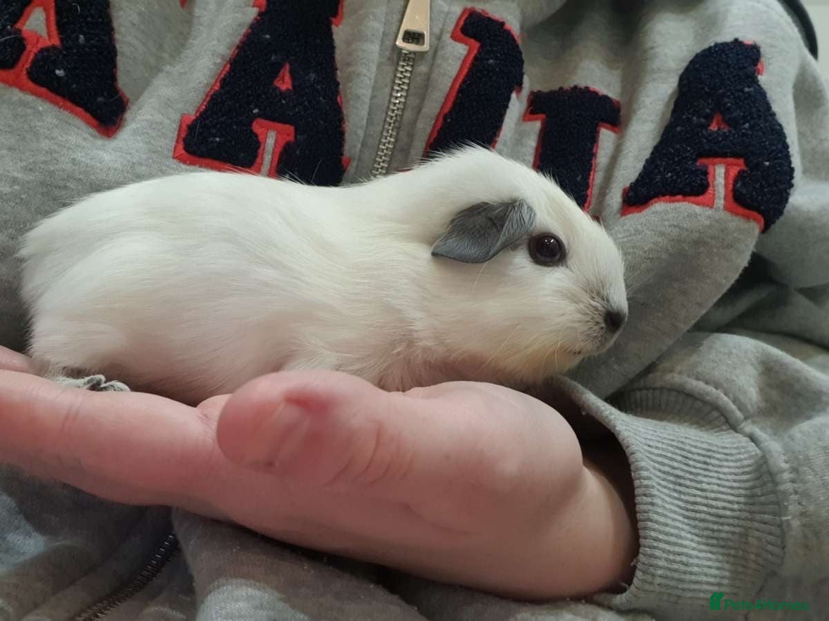 Guinea Pig rodents Male California guinea pigs 5* homes only  - Advert 1