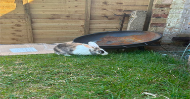 English rabbits - Advert 16