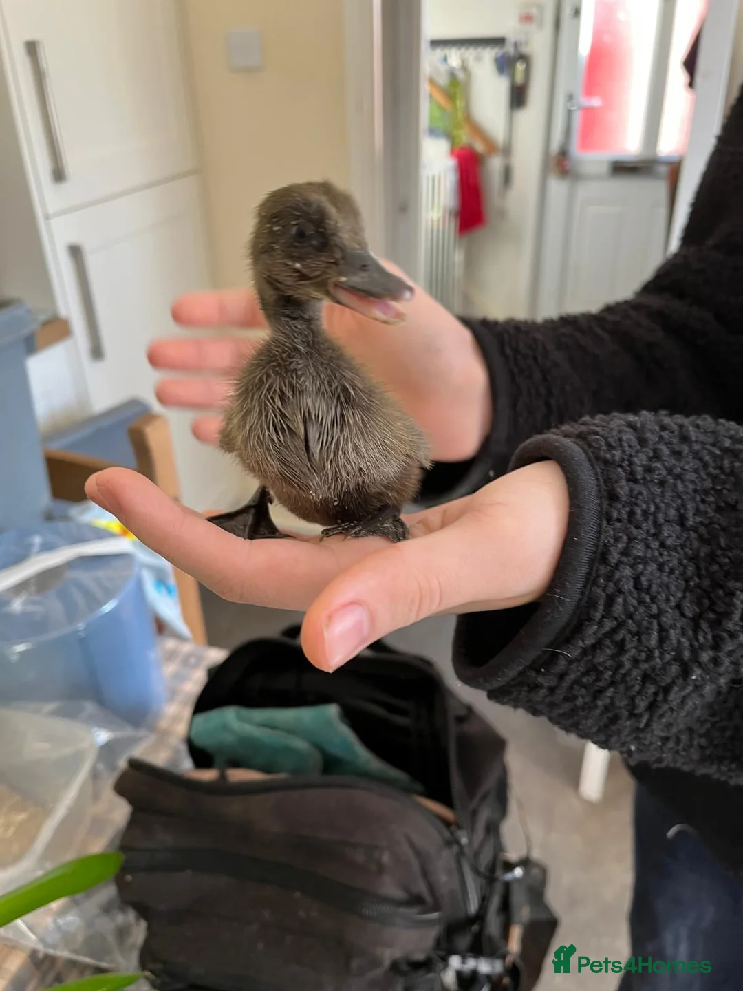 Mixed Breed poultry for sale: Chicks and Duckings in Plymouth - Advert 2