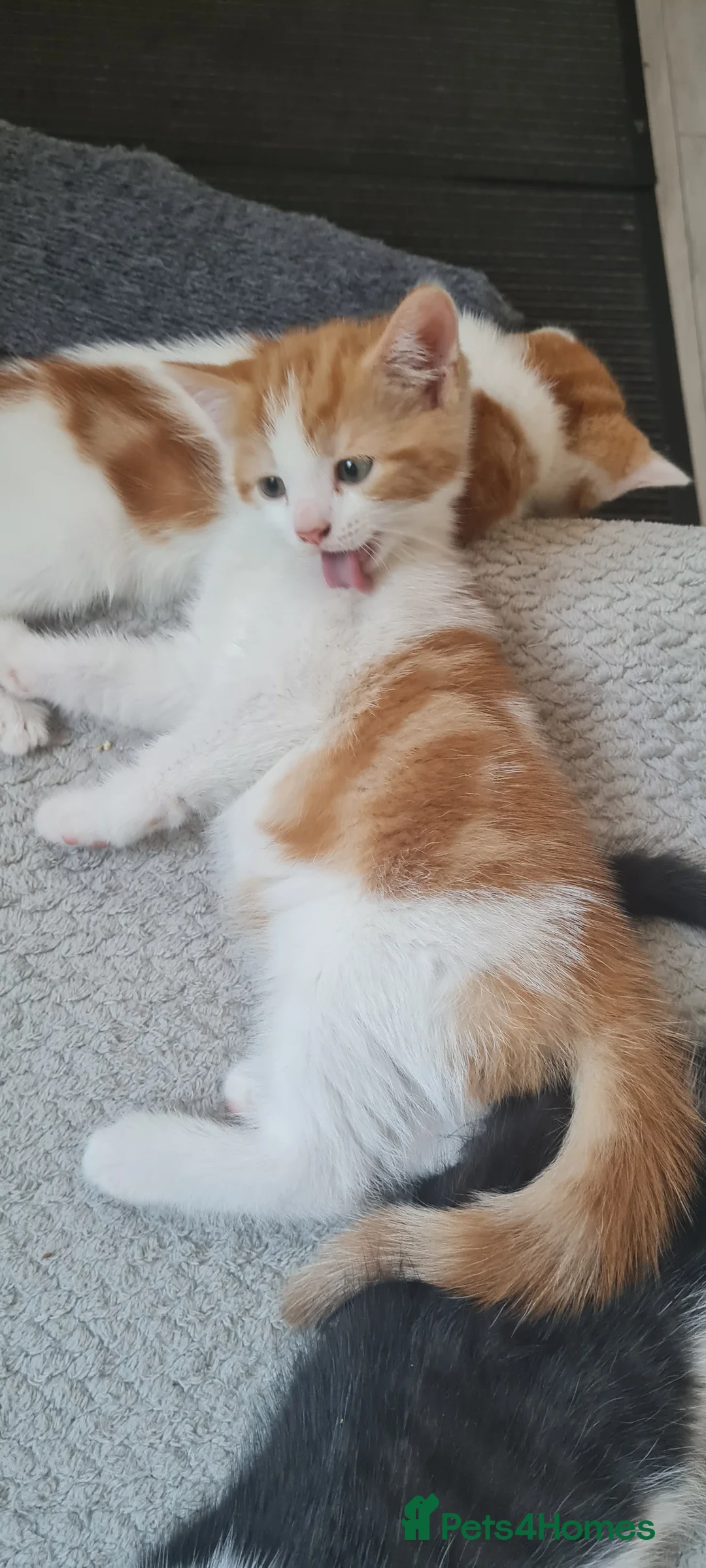 Mixed Breed cats for sale: 3 lovely kitens - Advert 2