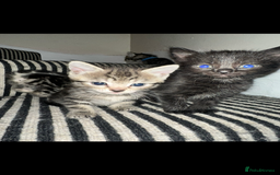 Mixed Breed cats for sale: 3 Beautiful Kittens Remaining  - Image 1