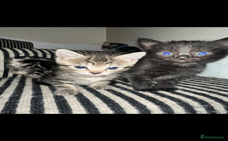 Mixed Breed cats - Advert 12