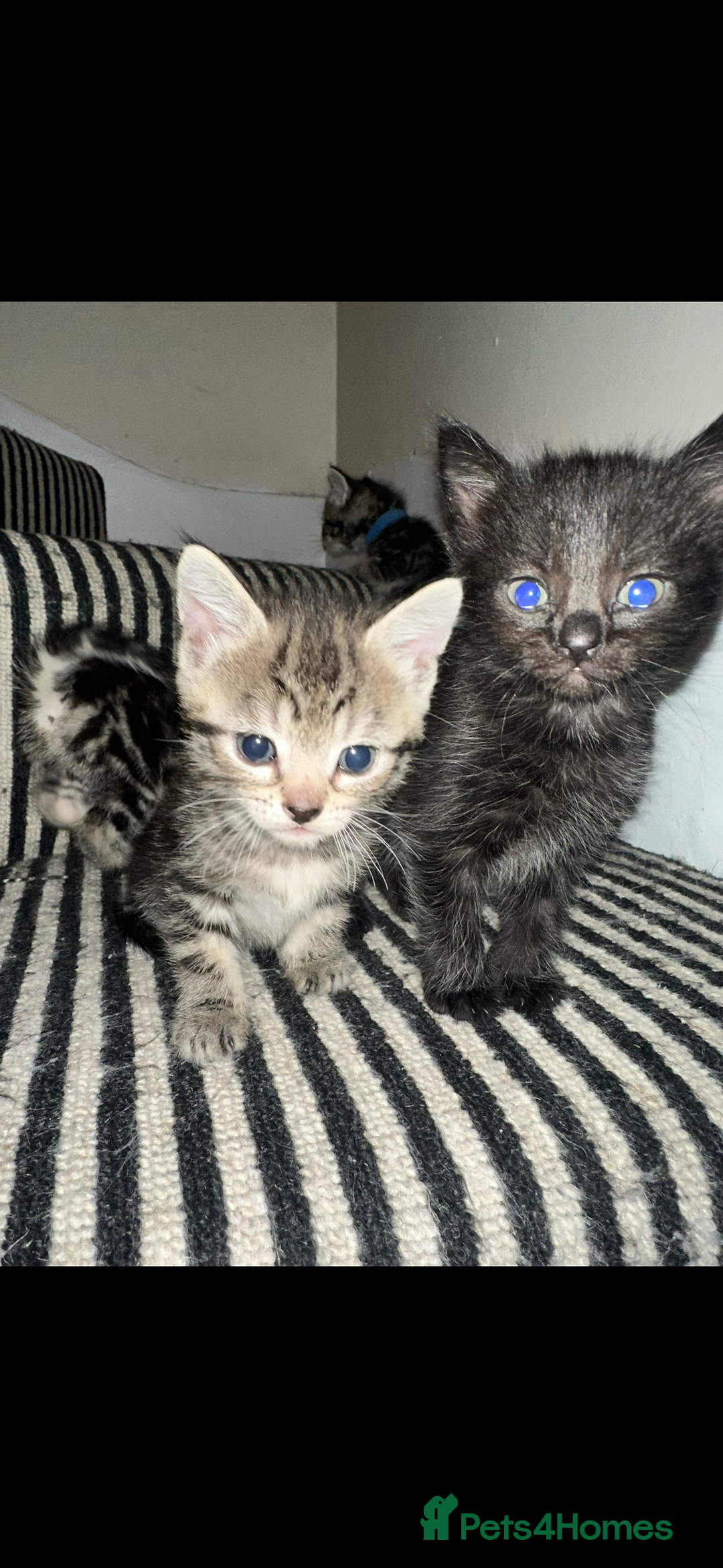 Mixed Breed cats for sale: 3 Beautiful Kittens Remaining  - Image 1