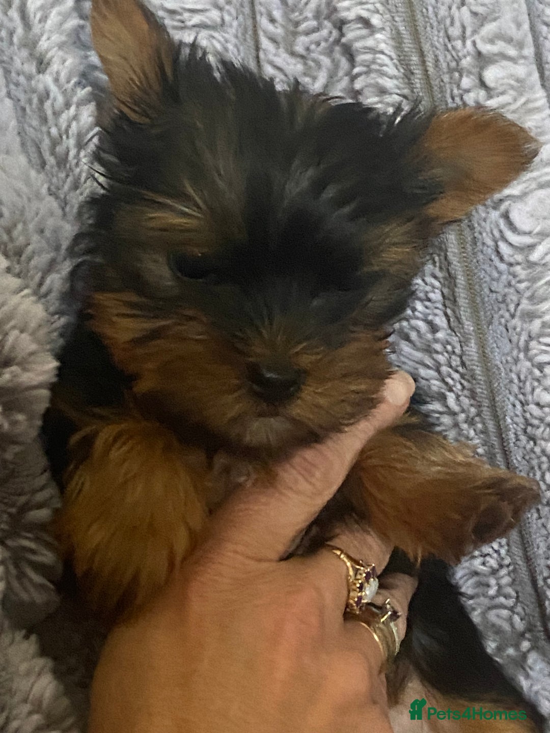 Yorkshire Terrier dogs for sale: Pure Breed Toy Yorkshire Terrier Pups Ready Now!  - Image 1