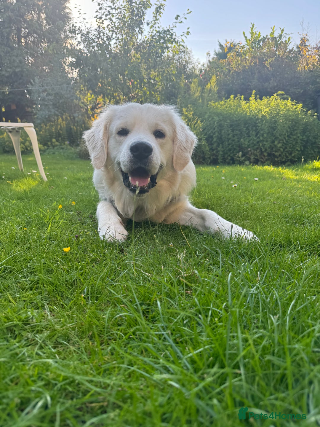Golden Retriever dogs for stud: Barry - Golden Retriever KC Registered Pedigree  - Advert 4