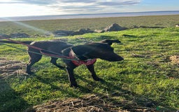 Whippet dogs for adoption: ASH-12 months,Medium,playful/friendly/loves people - Image 10