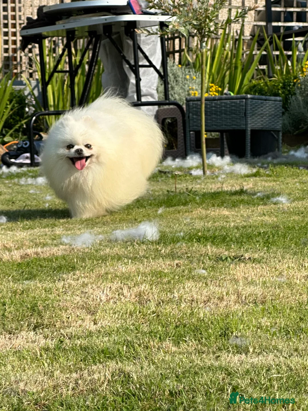 Pomeranian dogs for stud: Stunning optic white boy for stud duties in Lanark - Advert 11