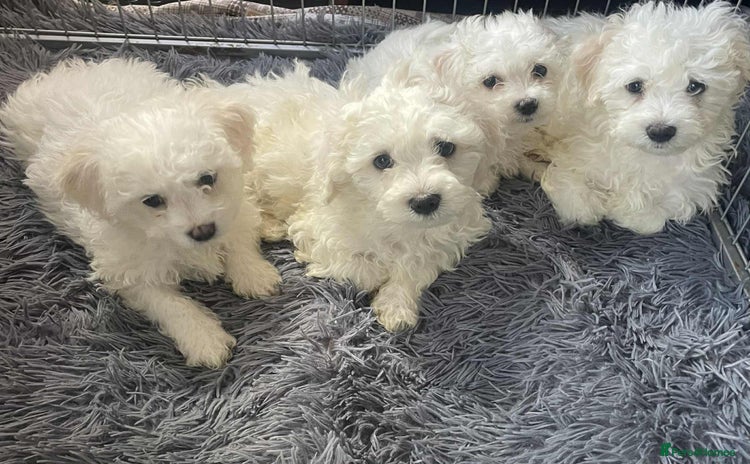 Maltese dogs - Advert 11
