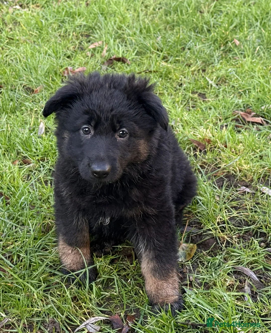 German Shepherd dogs for sale: Long coat GSD Pups With Health tested Parents - Advert 17