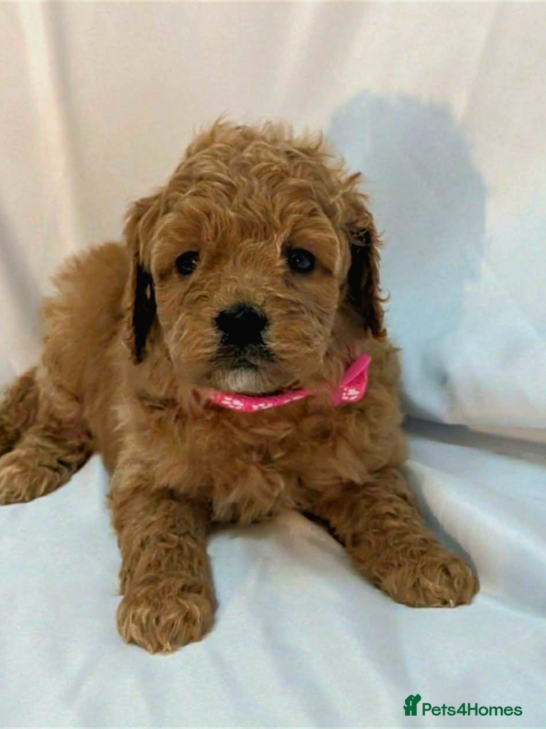 Cockapoo dogs Exceptional miniature cockapoo puppies 😍 - Advert 11