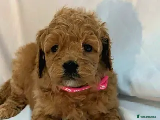 Cockapoo dogs Exceptional miniature cockapoo puppies 😍 - Advert 11