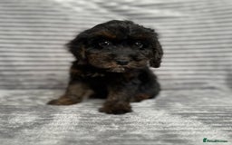 Cockapoo dogs for sale: Adorable Cockapoos looking for forever homes - Image 9