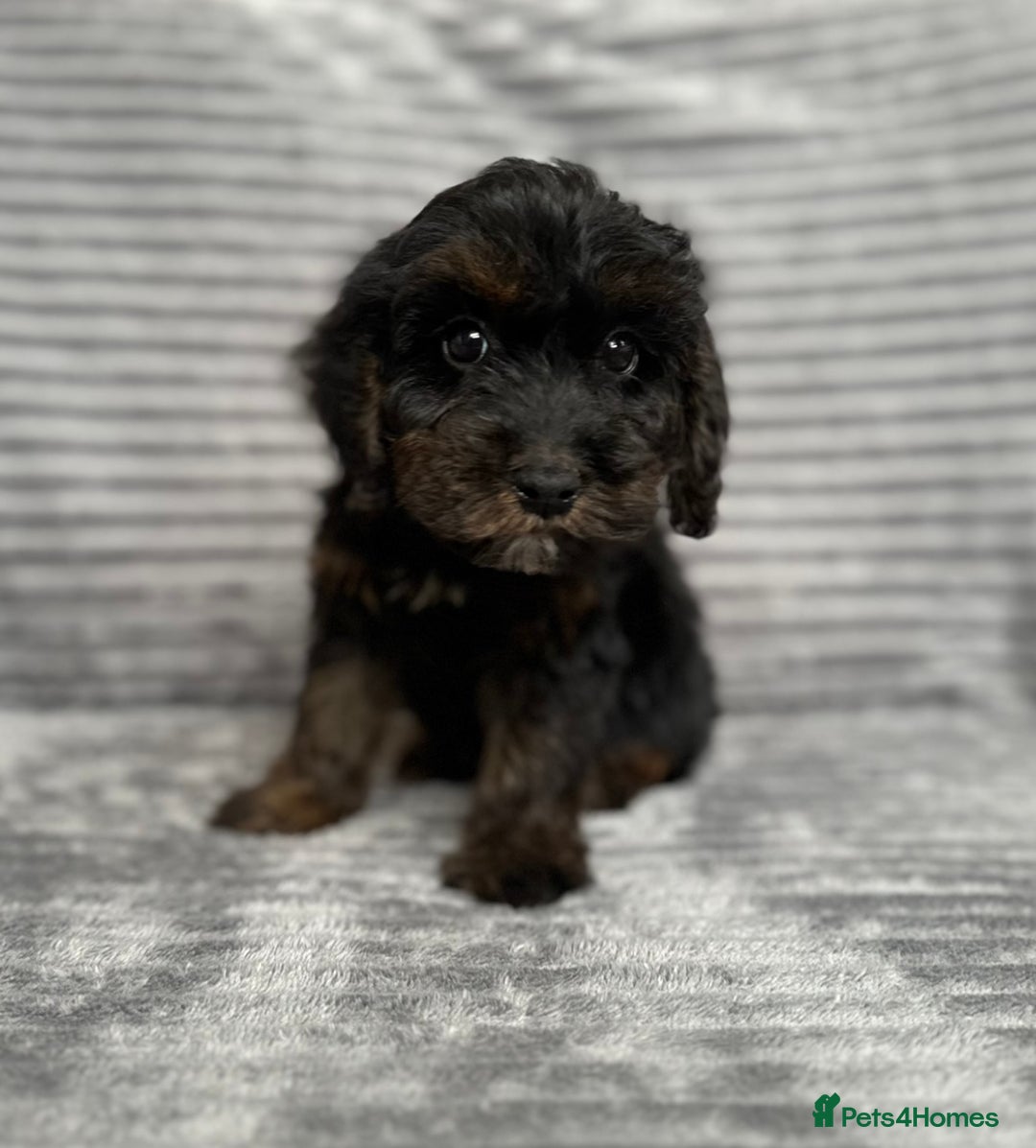 Cockapoo dogs for sale: Adorable Cockapoos looking for forever homes - Image 9