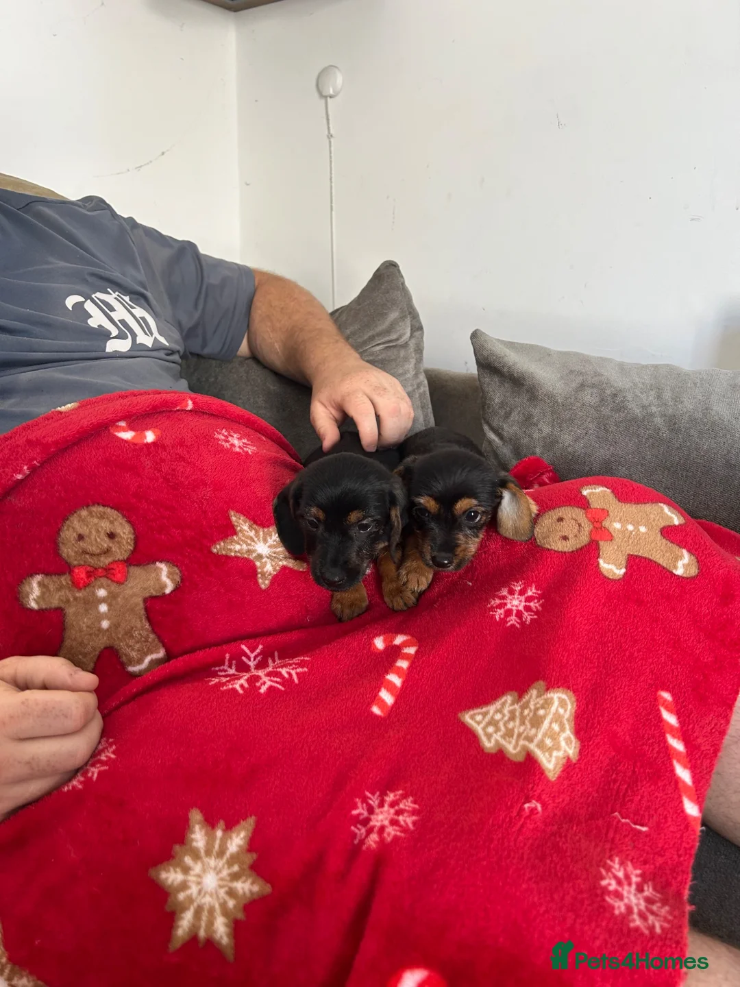 Mixed Breed dogs for sale: Dachshund v border terrier  in London - Advert 2