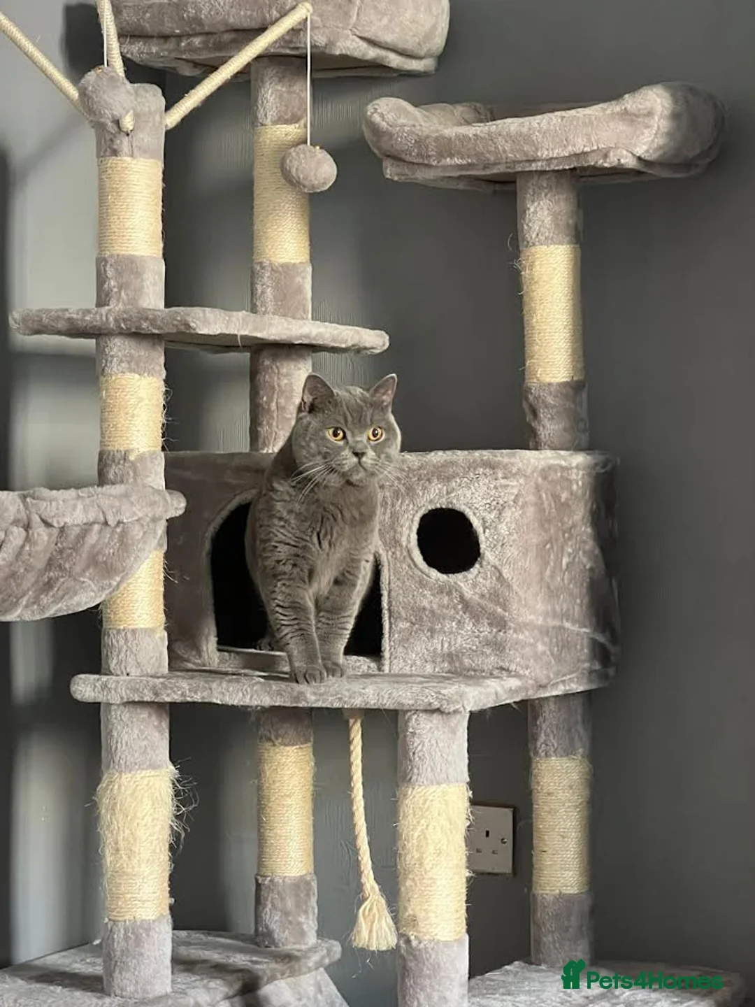 British Shorthair cats for sale: British Shorthair male looking for a new home 🐾 - Advert 17