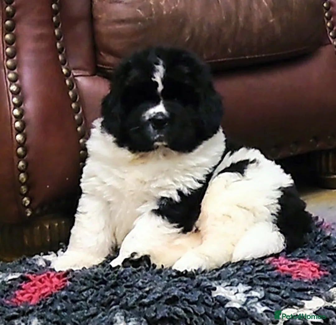 Newfoundland dogs for stud: KC registered health tested Landseer Newfoundland  in Ilkeston - Advert 21