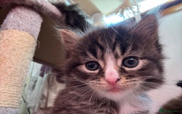 Ragcoon cats for sale: Maine Coon/Ragdoll Cross - Image 5