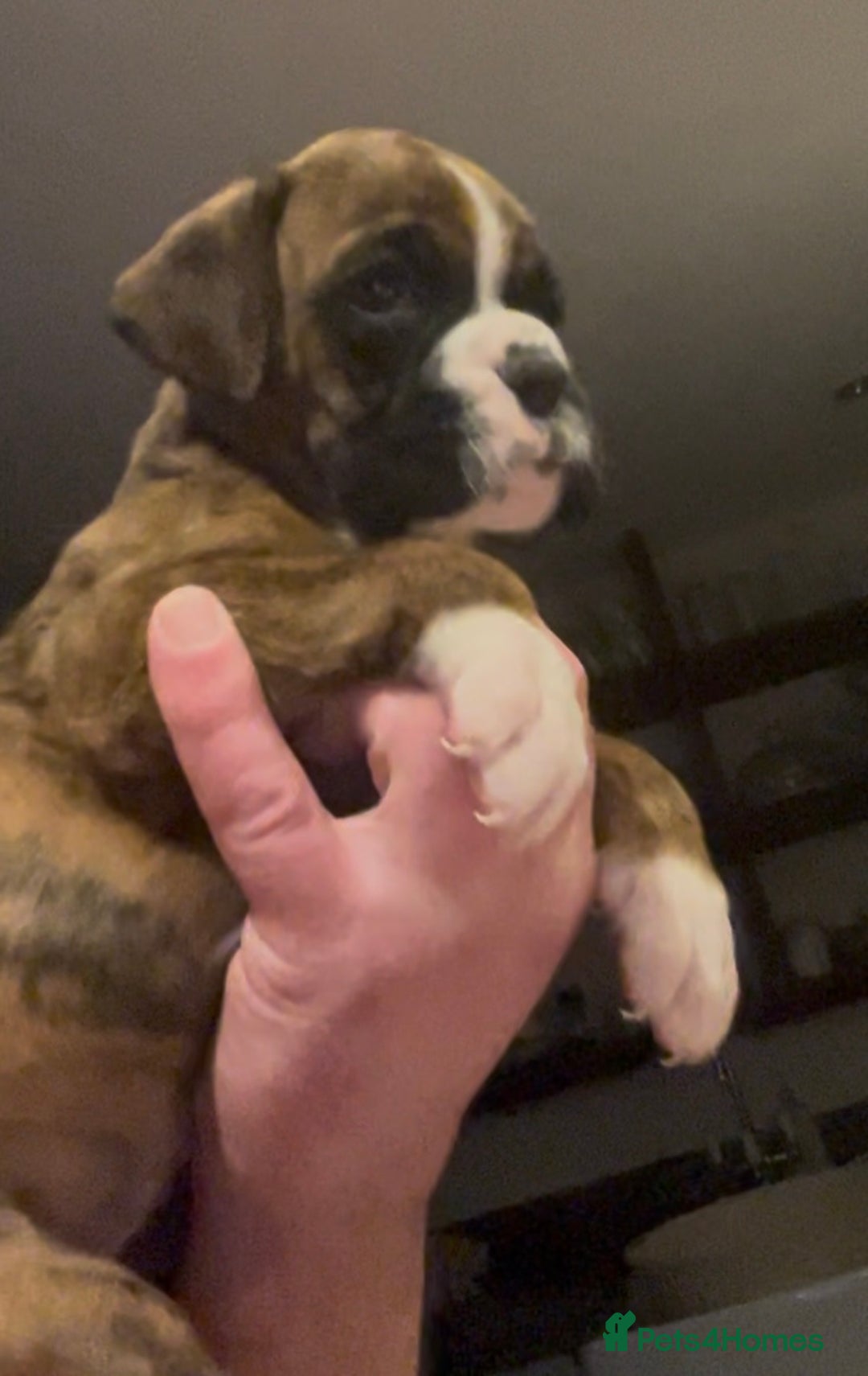 Boxer dogs for sale: Gorgeous chunky Boxer Puppies - Advert 3