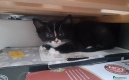 British Longhair cats for sale: Kittens for sale - Image 9