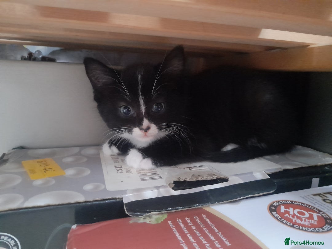 British Longhair cats for sale: Kittens for sale - Image 9