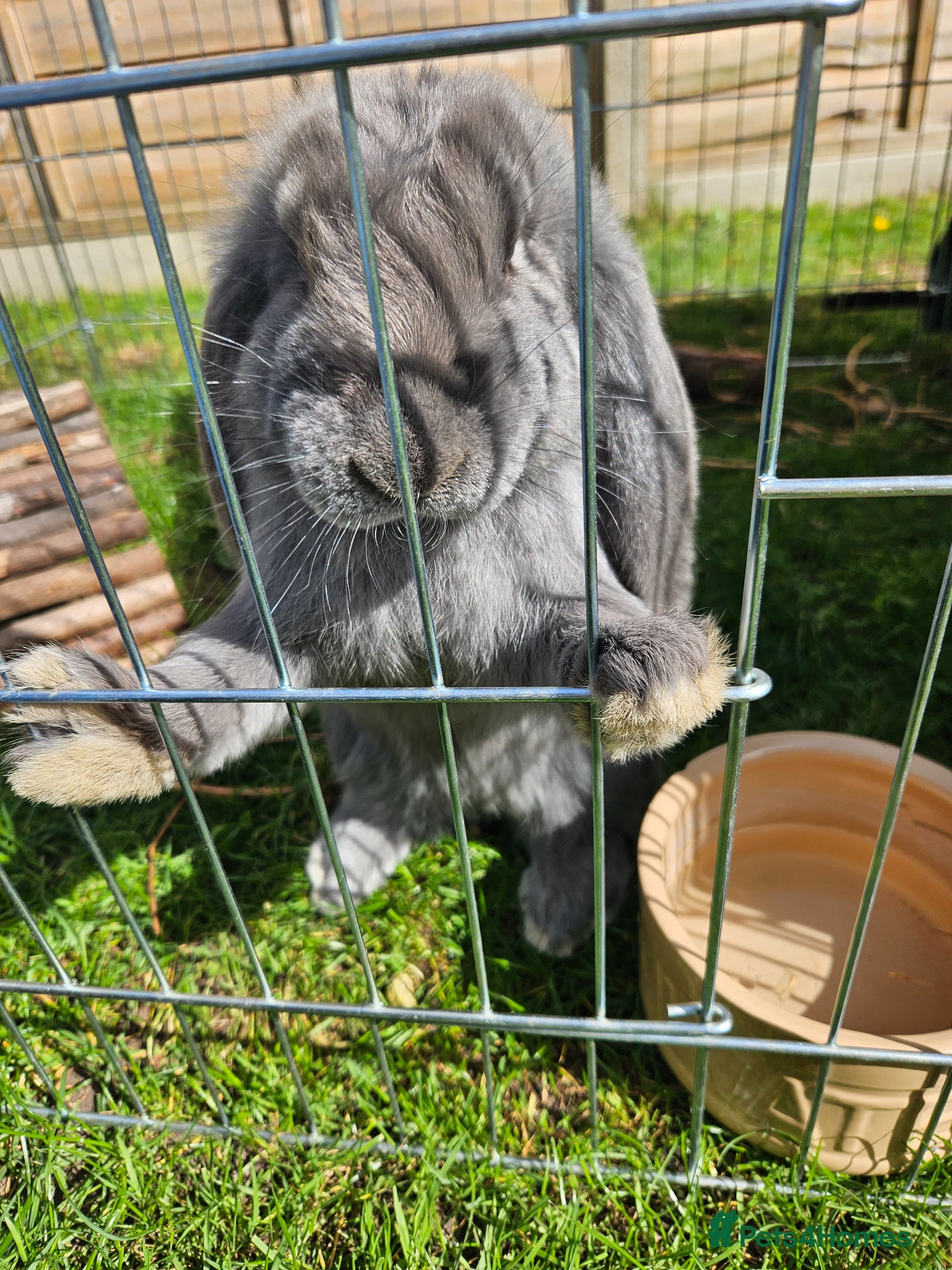 French Lop rabbits French lop Buck - Advert 8