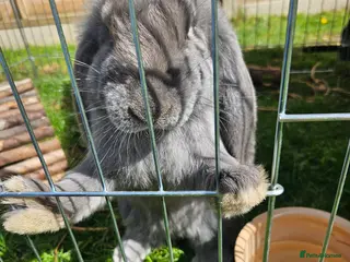 French Lop rabbits French lop Buck - Advert 8