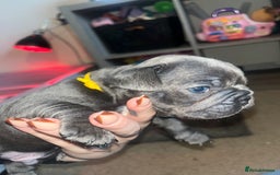 French Bulldog dogs for sale: Blue French bulldogs - Image 7