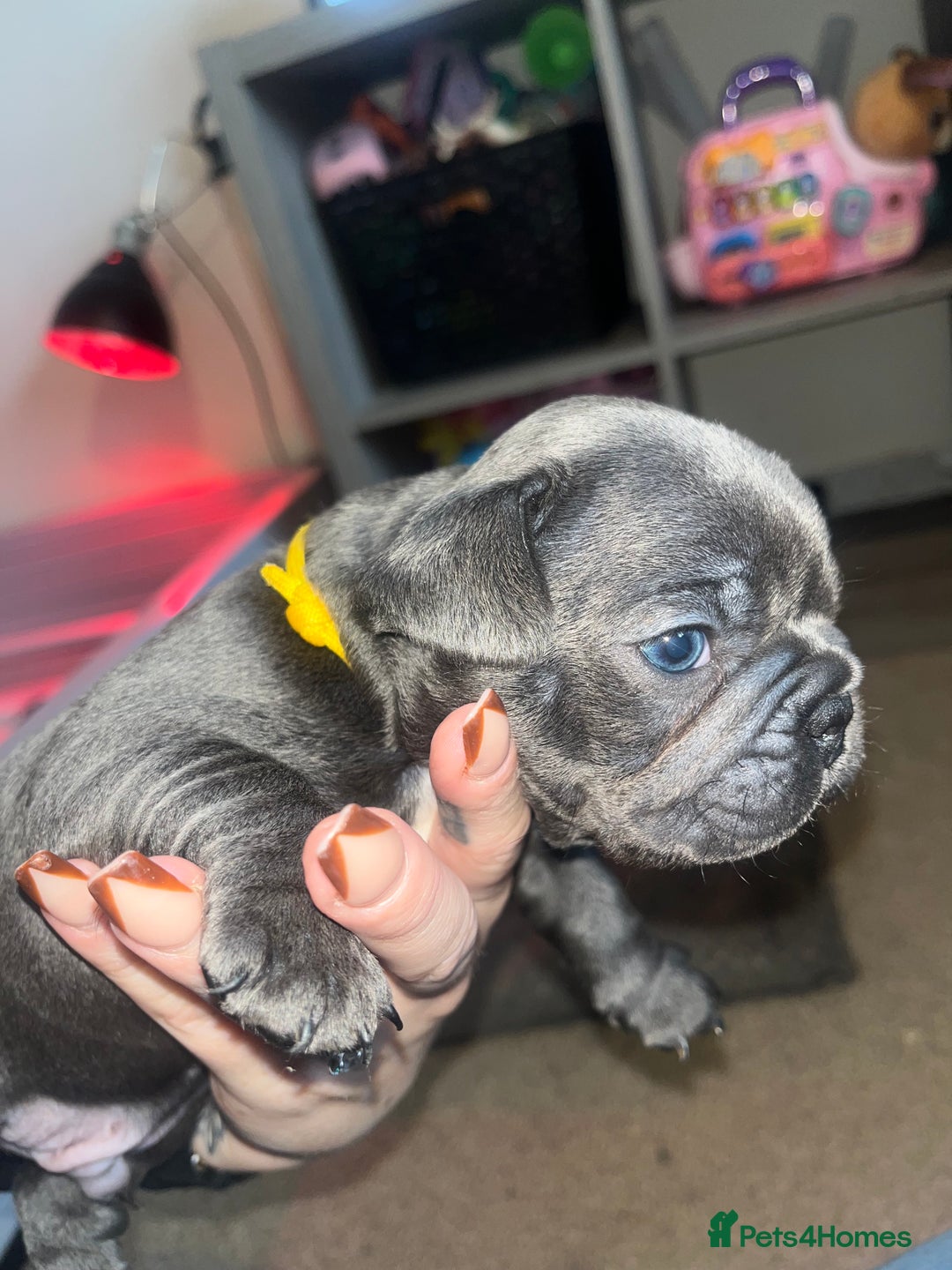 French Bulldog dogs for sale: Blue French bulldogs - Image 7