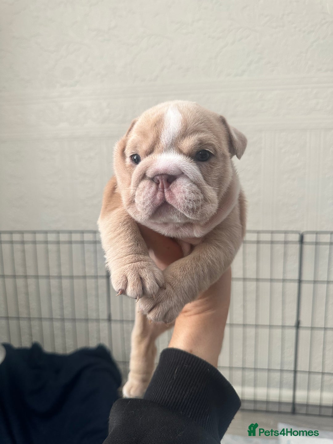 English Bulldog dogs for sale: English bulldog pups - Image 7