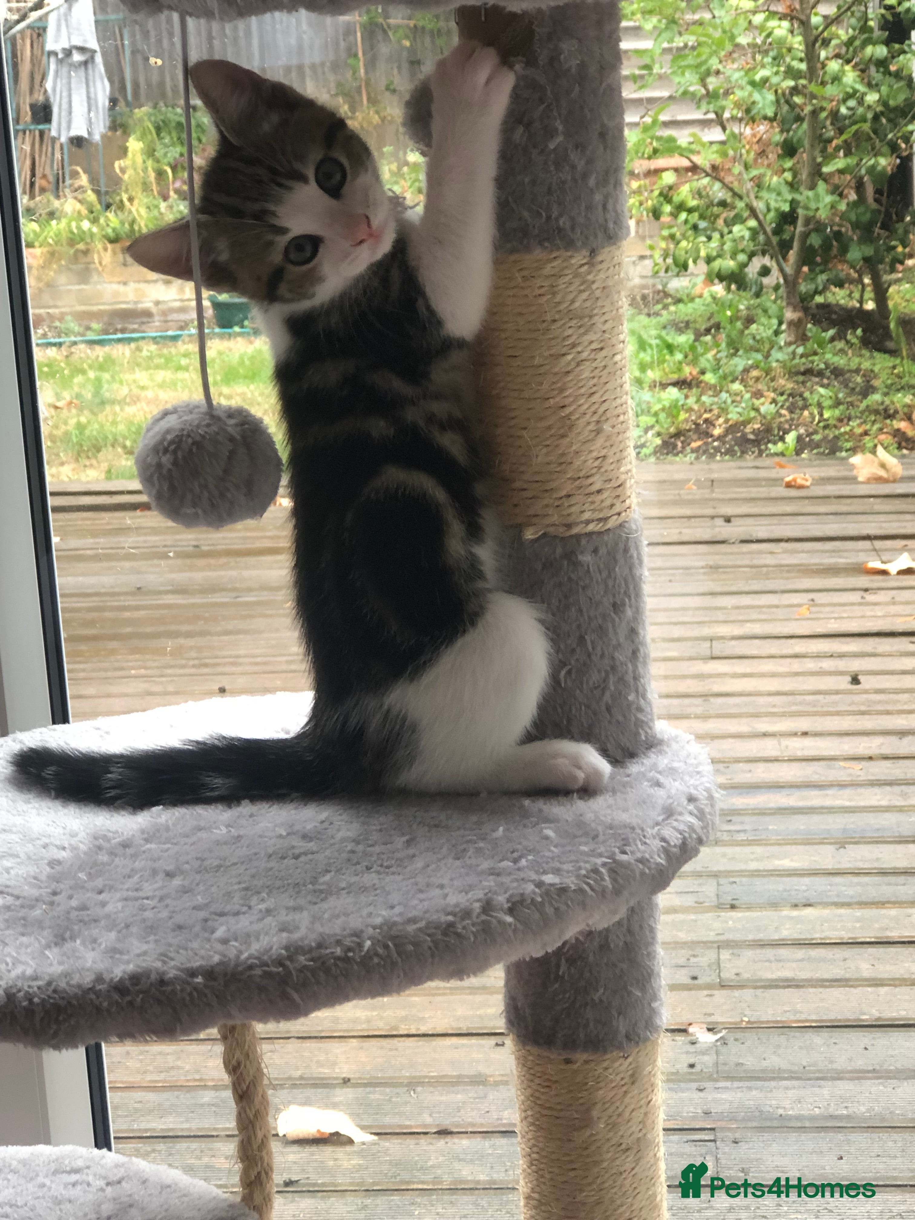 Mixed Breed cats Adorable and playful mixed-breed kittens for sale - Advert 1