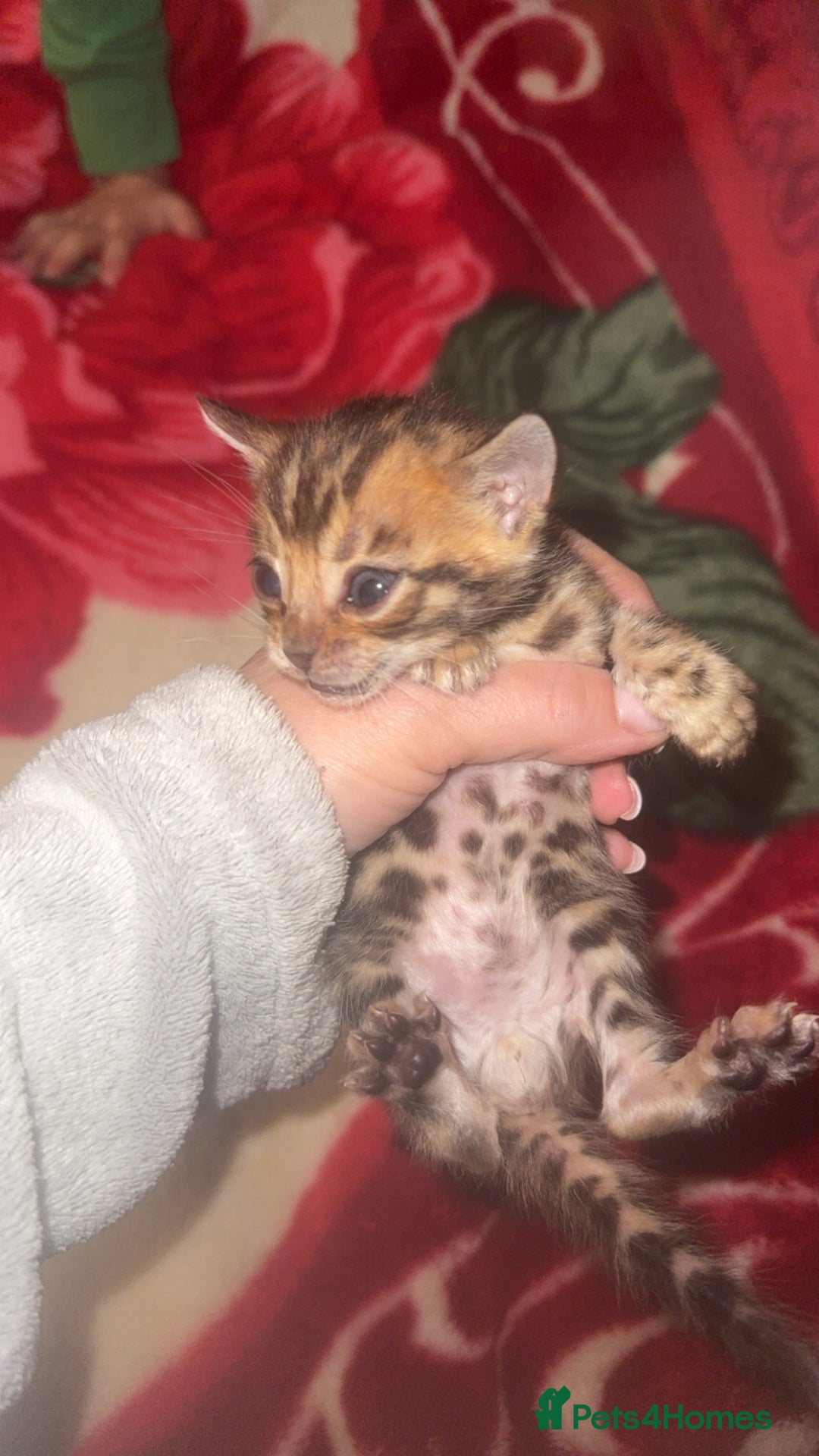 Bengal cats for sale: Bengal kittens  - Advert 12